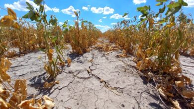 Photo of Emergencia Agropecuaria en cuatro departamentos de Santa Fe