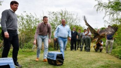 Photo of La provincia realizó más de 1.400 rescates de animales durante el 2024